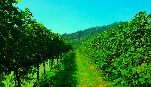 Exploring our Monticello Wine Trail Charlottesville Solutions