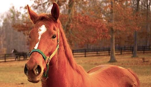 Charlottesville-Horse